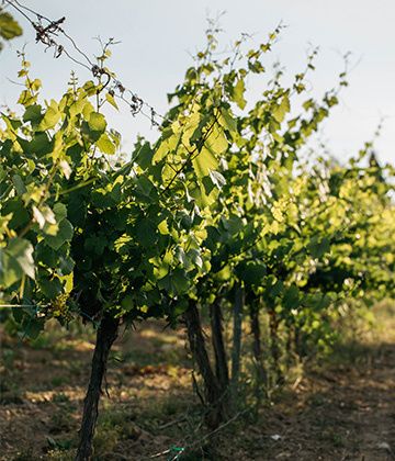 Verano entre viñas