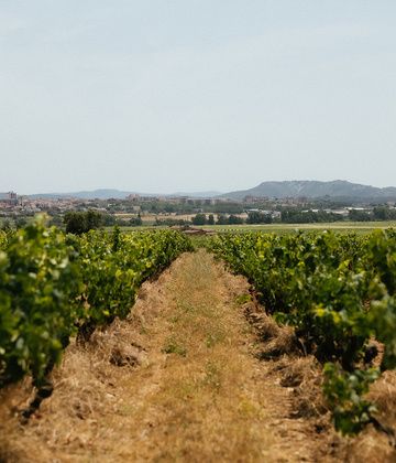 Wine Route Experience